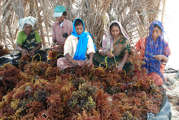 women weving seaweed 600